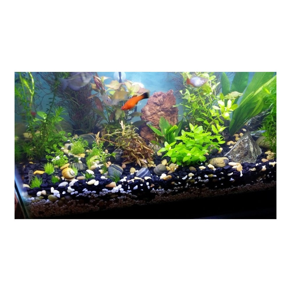 LEDlife akvarie T8-Pro150 LED rør, 25W, 10000K, 150 cm, 230V, 2500lm, RA80