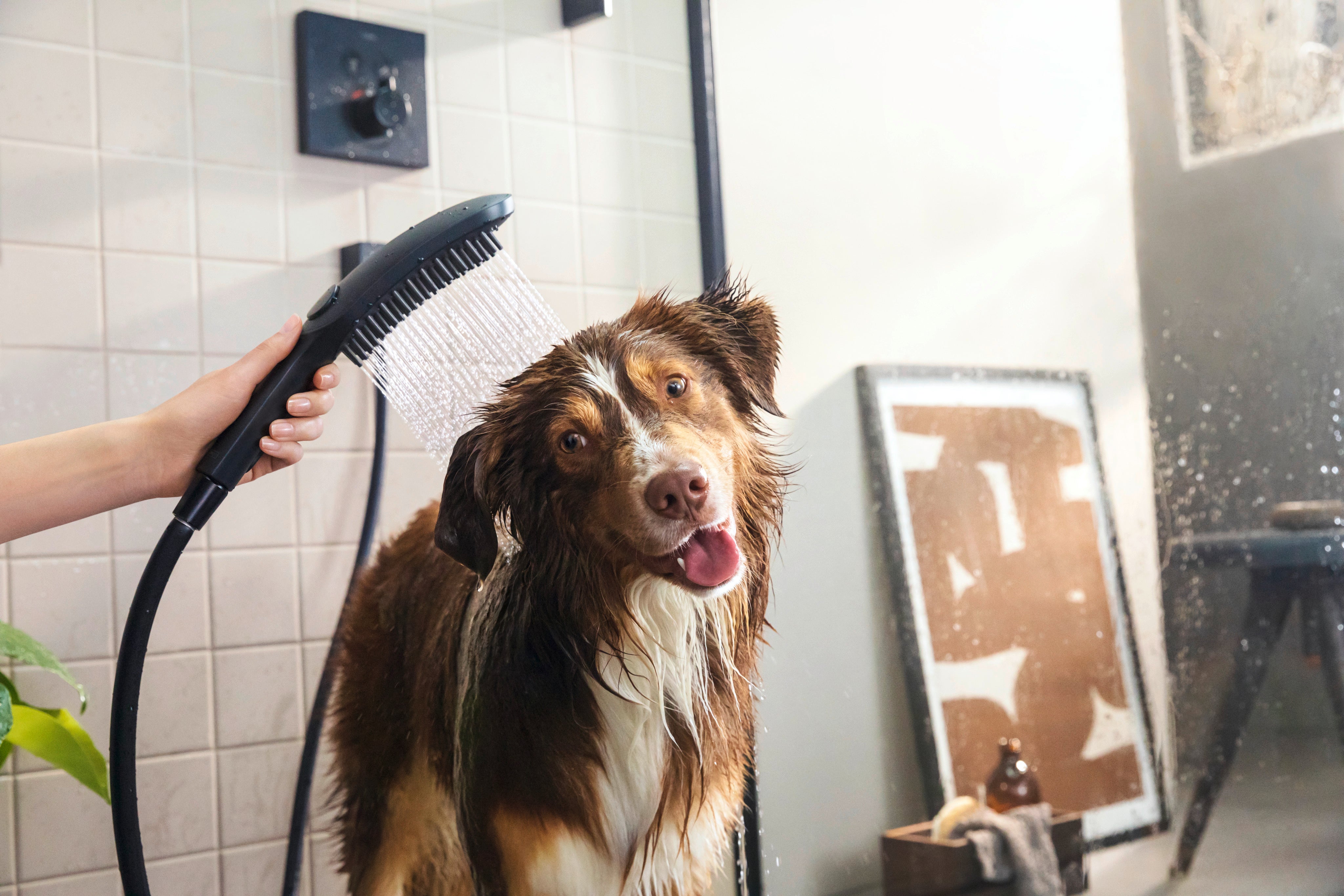 HANSGROHE håndbruser 150mm 3stråletp hundebruser black